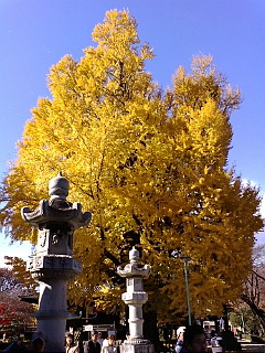 20081130105158.jpg