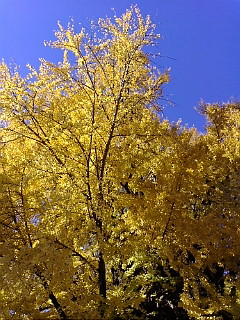 20081130105352.jpg