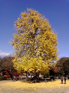 20081130105934.jpg