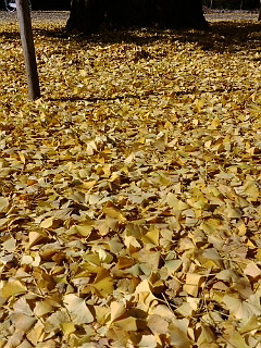 20081130112325.jpg